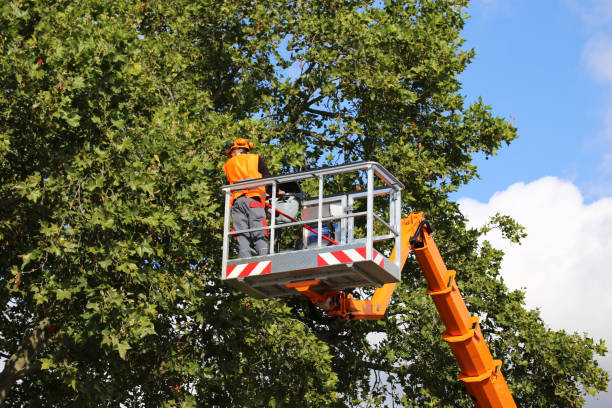 Best Tree Risk Assessment  in Fredericktown, OH